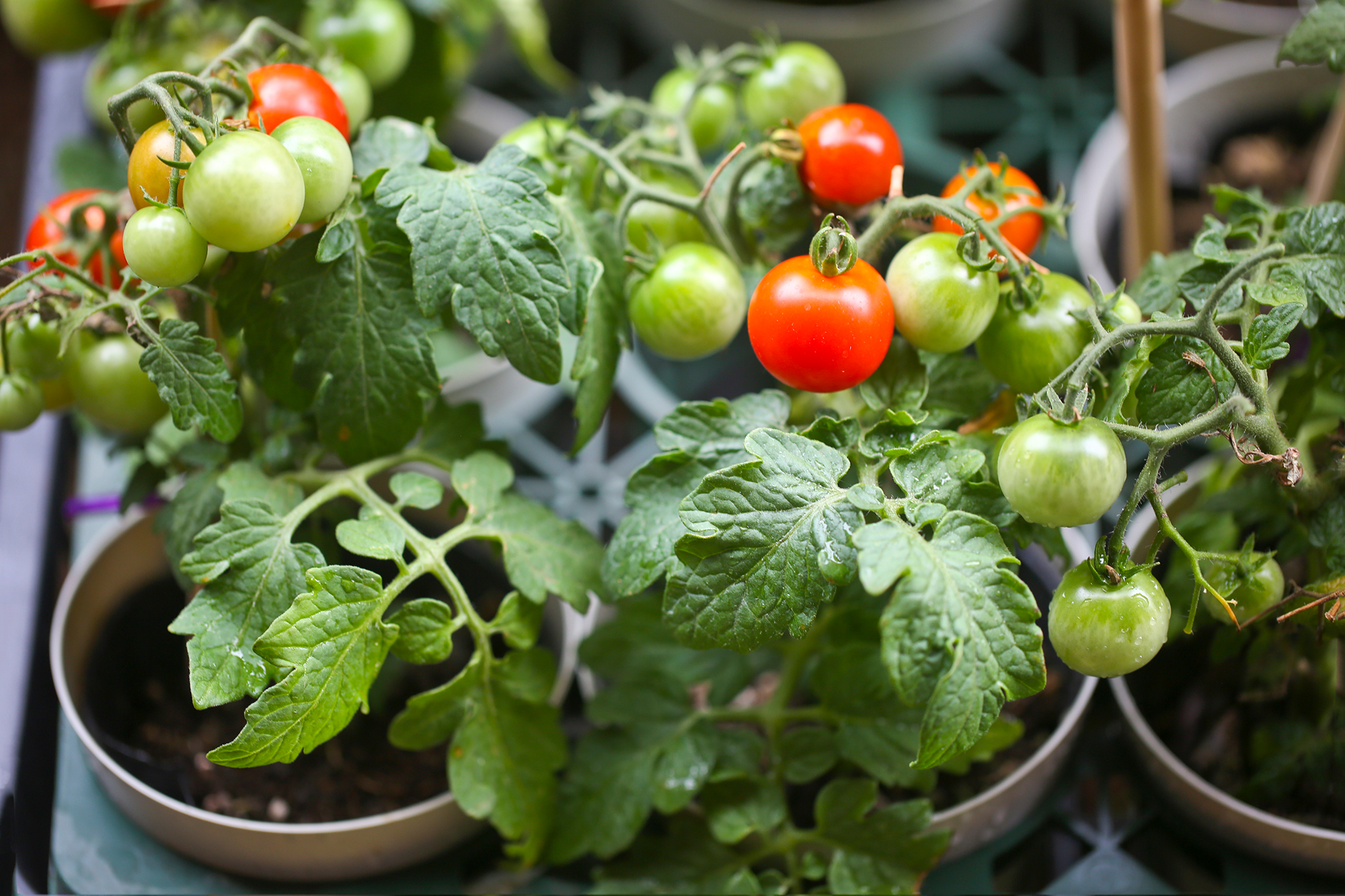 Хотите собирать урожай даже зимой? Вот 7 овощей, которые можно выращивать в горшках